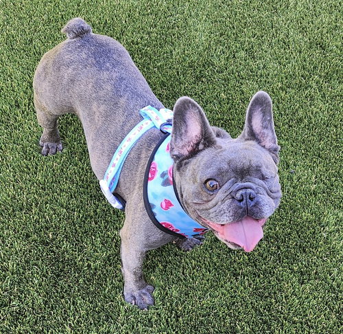 BELLA - French Bulldog available for adoption