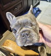 Bella - Photo 3