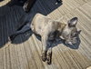 Bella - Photo 4