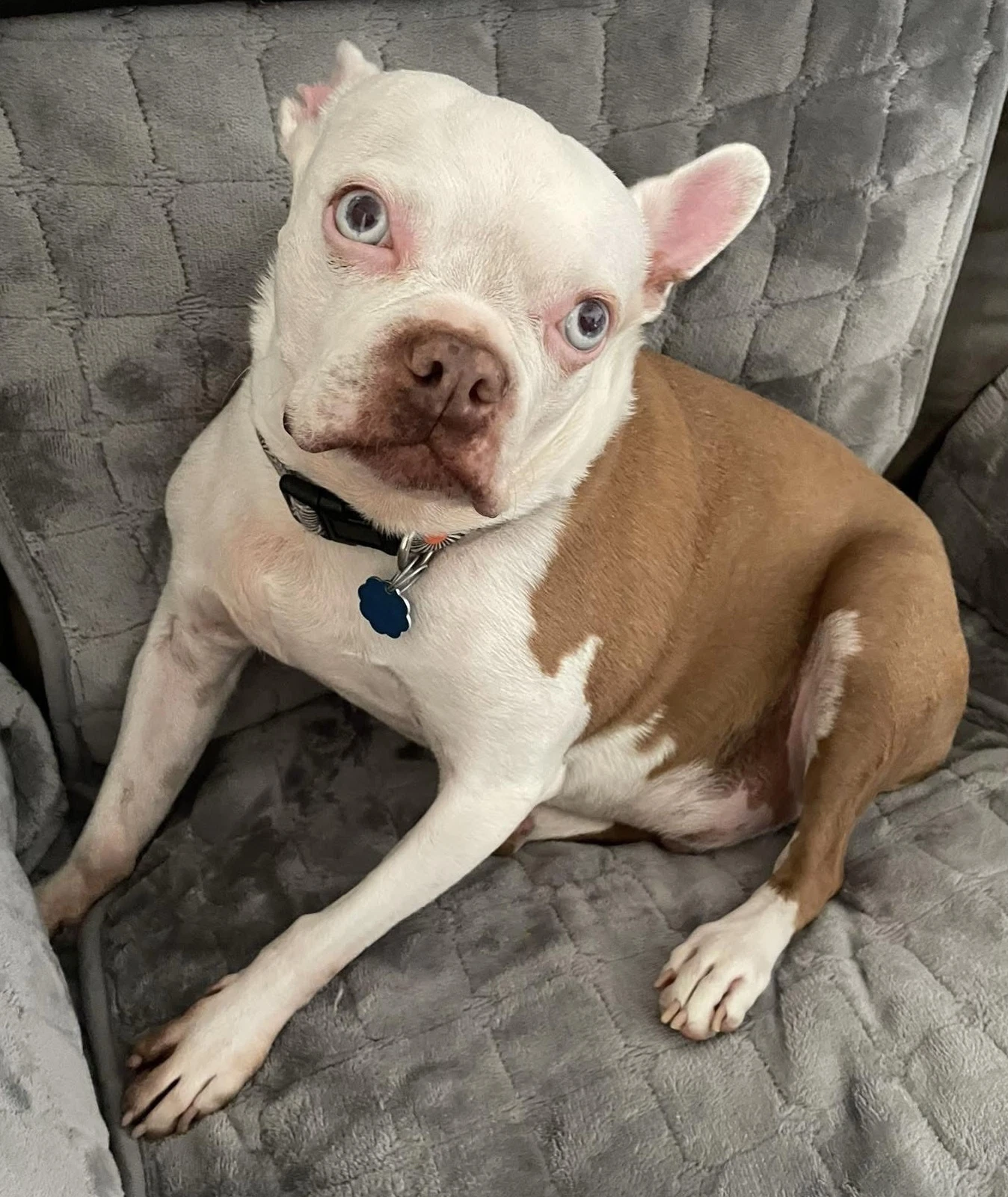 Scout - Hospice Foster