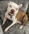 Scout - HOSPICE FOSTER - Photo 1