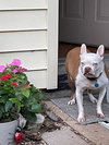 Scout - HOSPICE FOSTER - Photo 4
