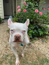 Scout - HOSPICE FOSTER - Photo 5