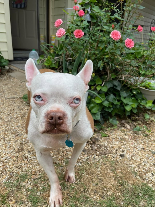 Scout - HOSPICE FOSTER