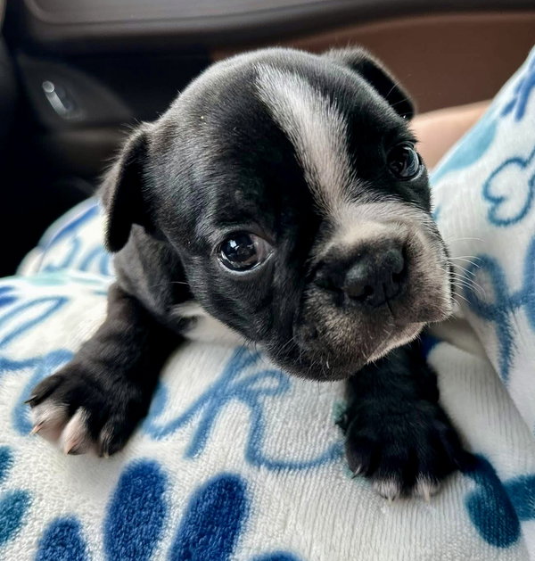 Sammy