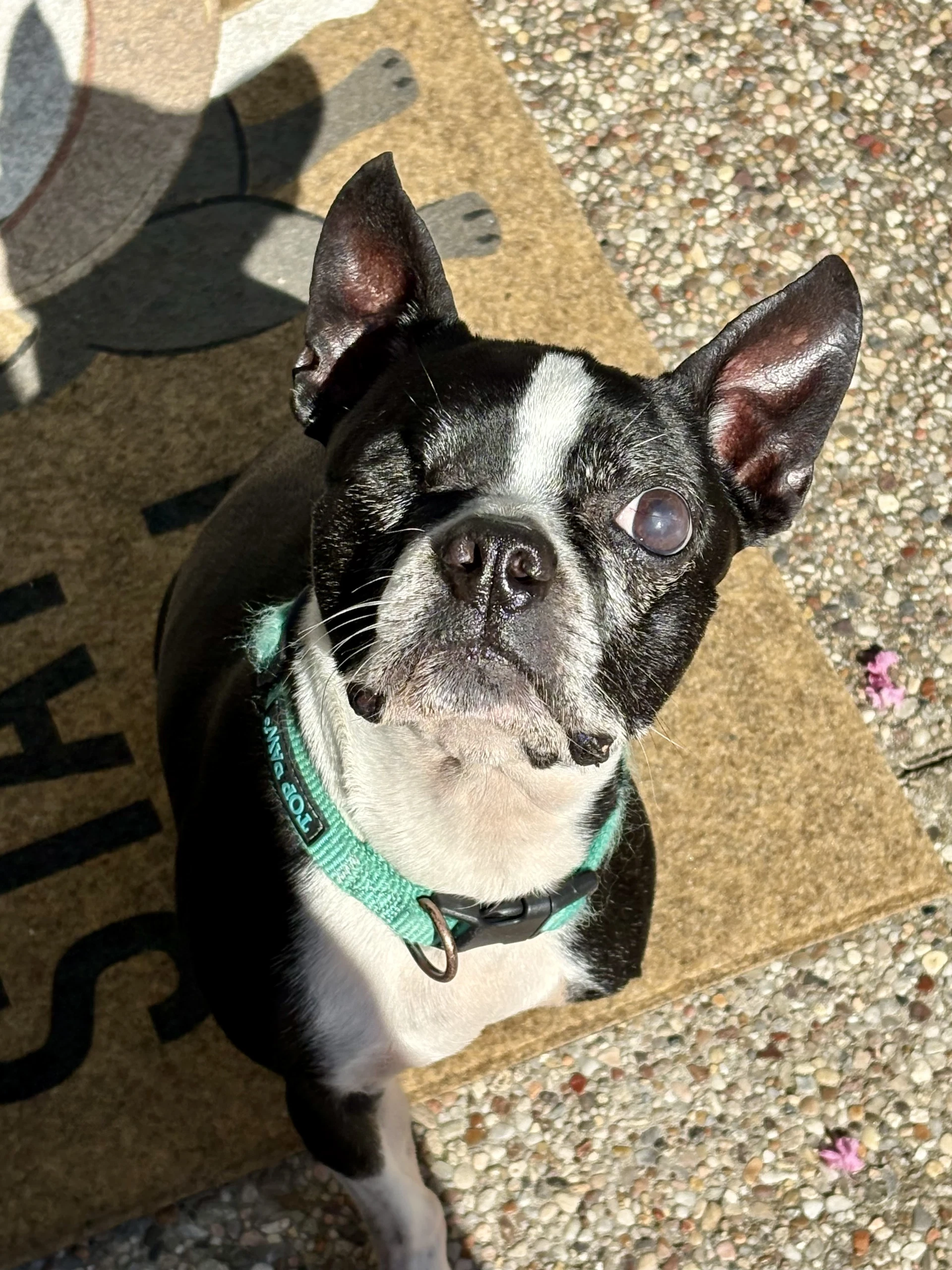 Bo