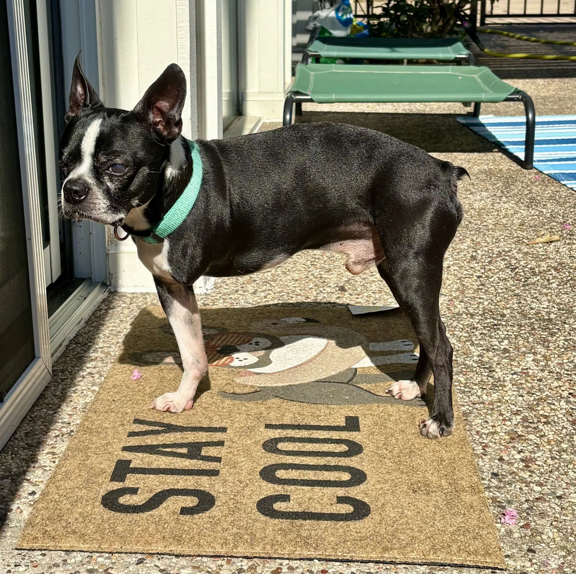 Bo image 2