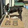 Bo - Photo 2