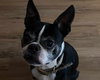 Chewie - Photo 6