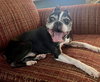 Chewie - Photo 5