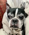 Chewie - Photo 4