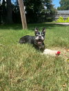 Chewie - Photo 2