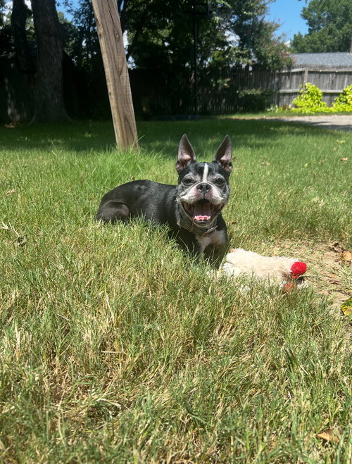CHEWIE - Boston Terrier available for adoption
