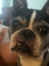 Chewie - Photo 1