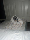 Chewie - Photo 3
