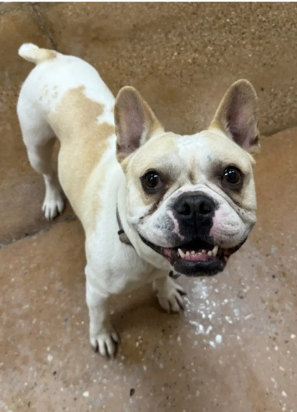 Moto - French Bulldog