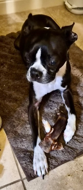 QUACK - Boston Terrier available for adoption
