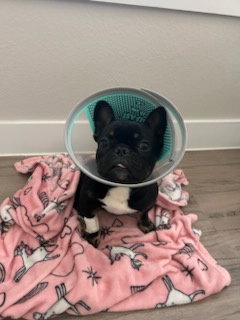 Winston