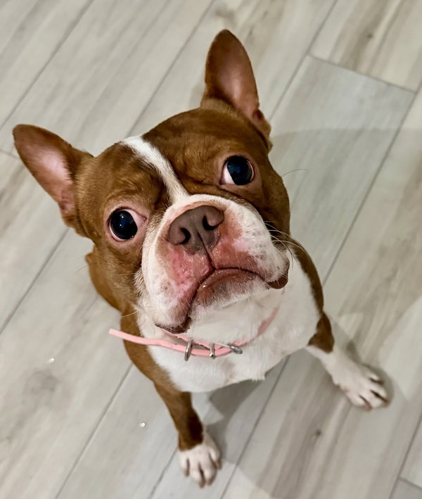 Milo