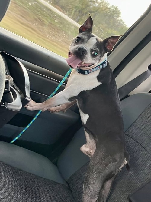 BOBBY MCGEE - Boston Terrier available for adoption