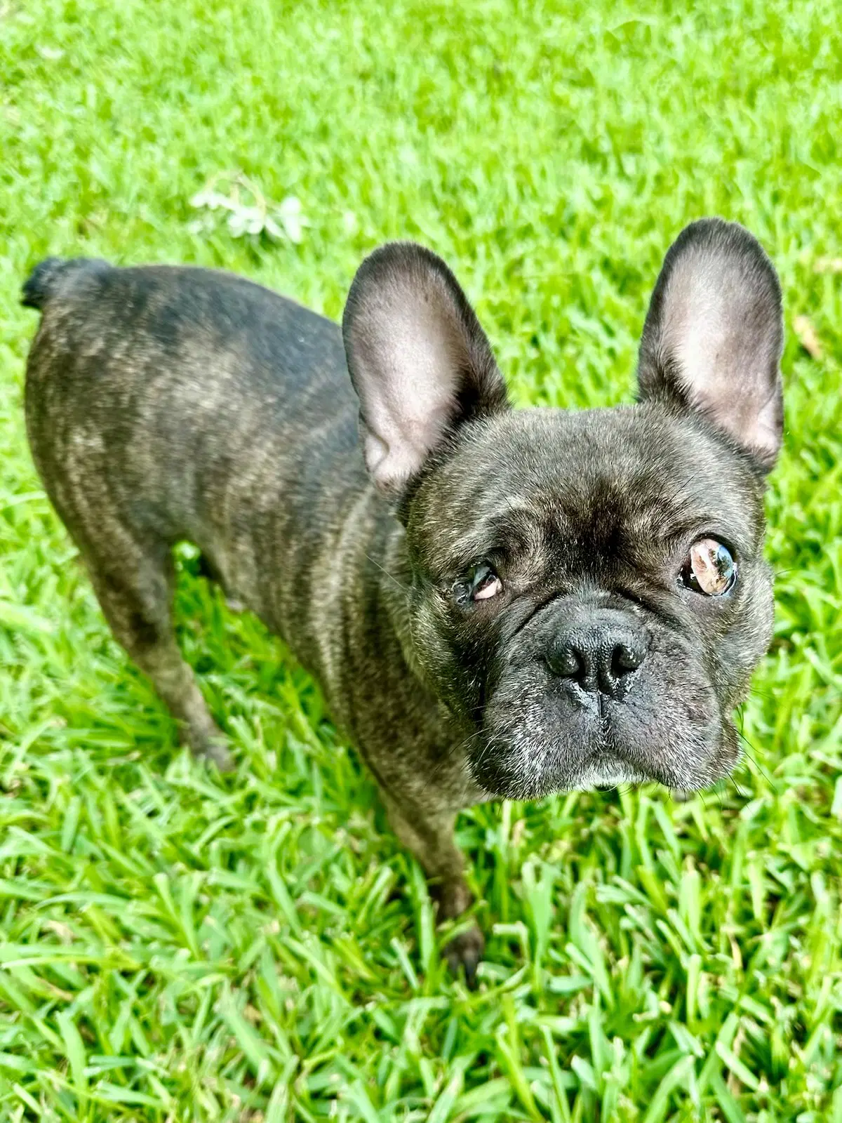 Belle - French Bulldog