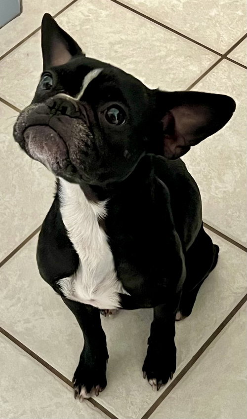 STONEY-ADOPTION PENDING