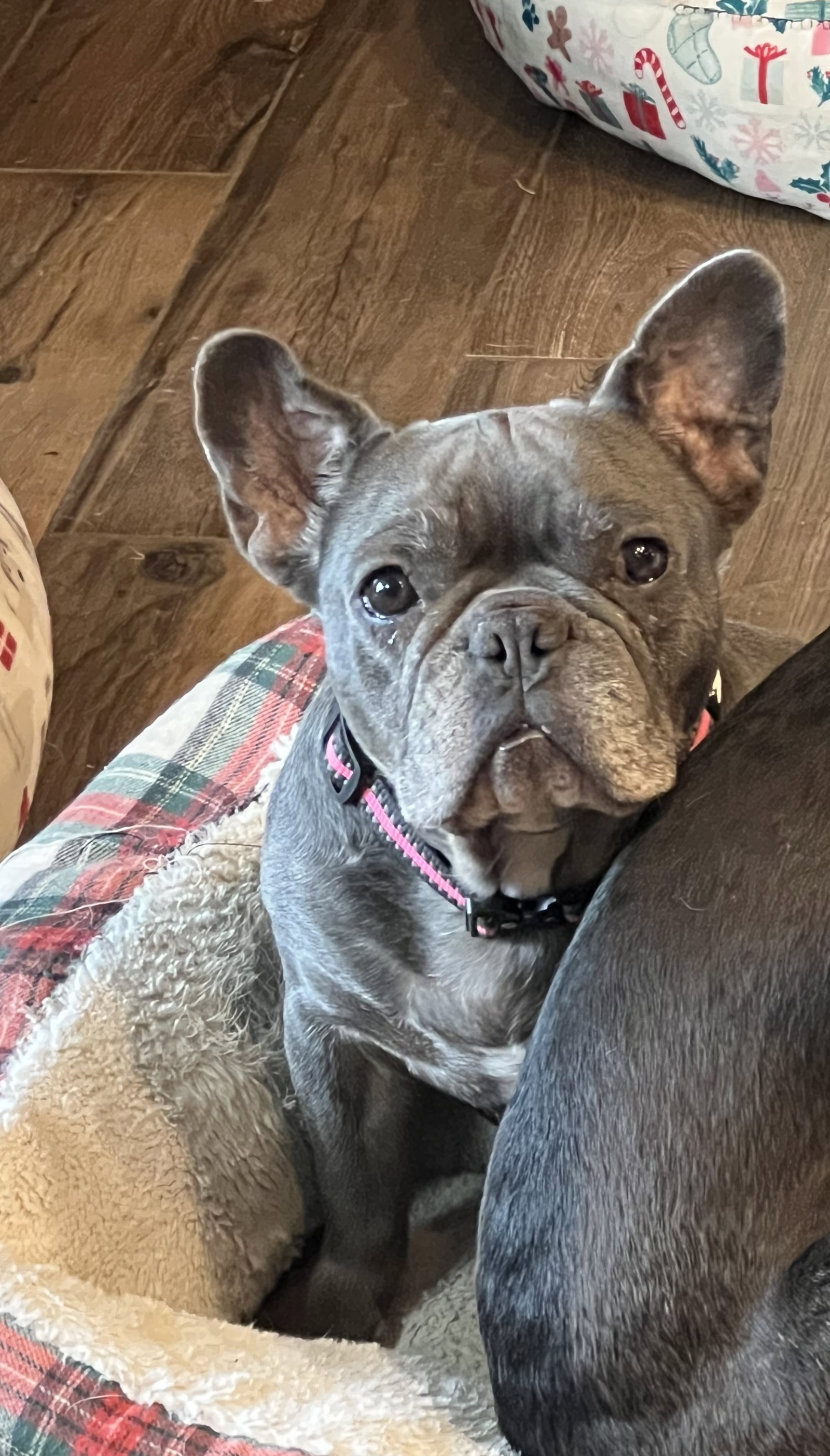 Muffin-AVAILABLE MID FEB