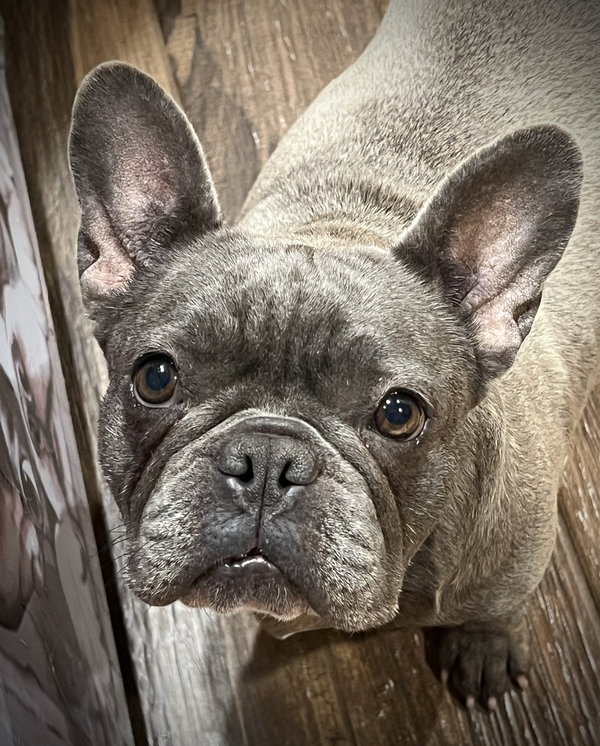 Muffin-AVAILABLE MID FEB