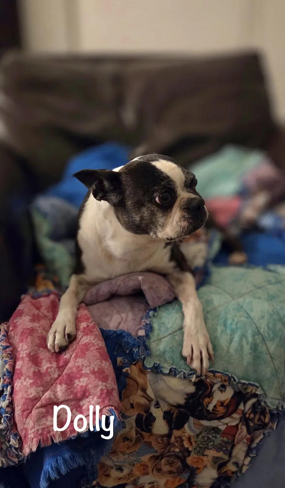 Dolly image 3