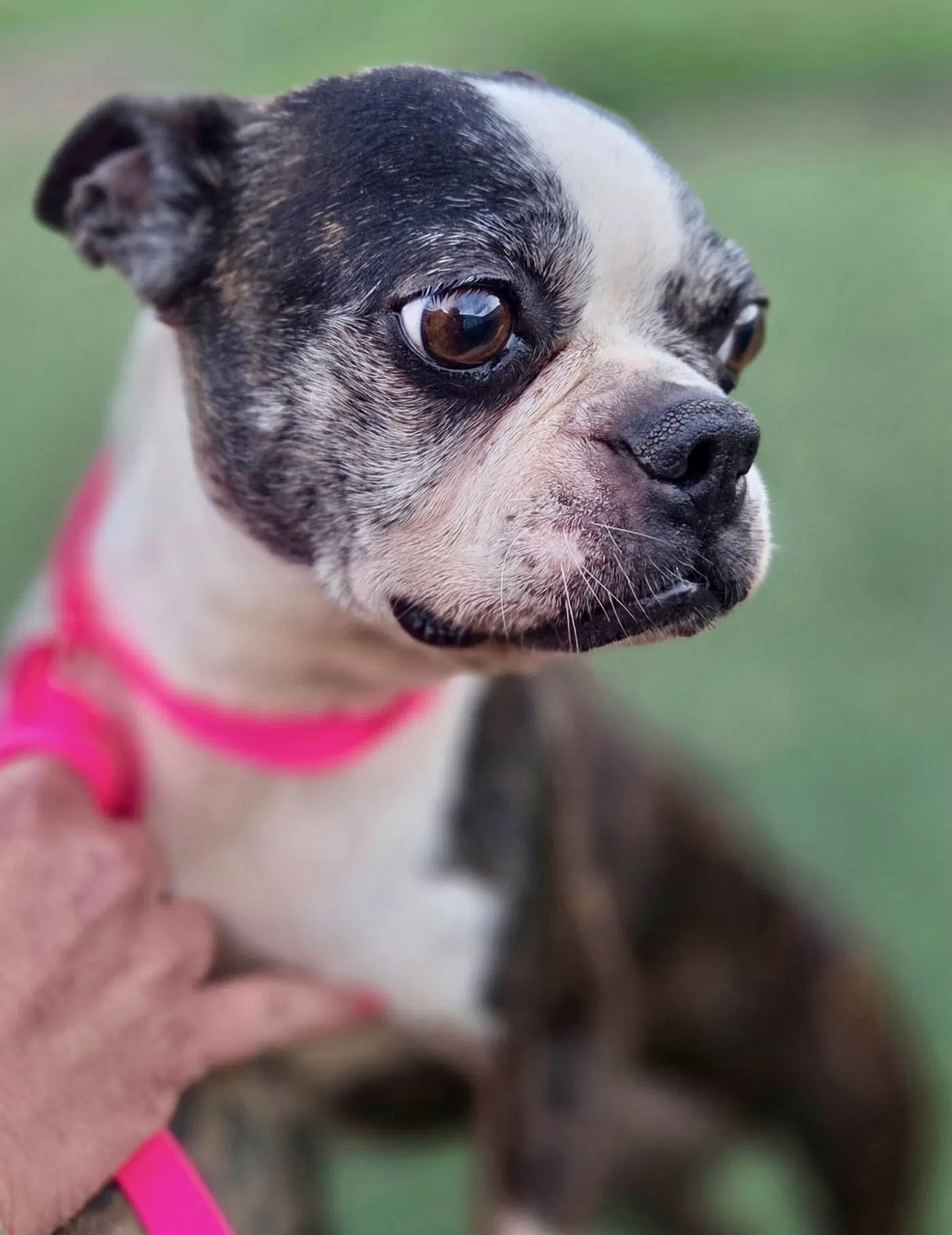 Dolly - Boston Terrier