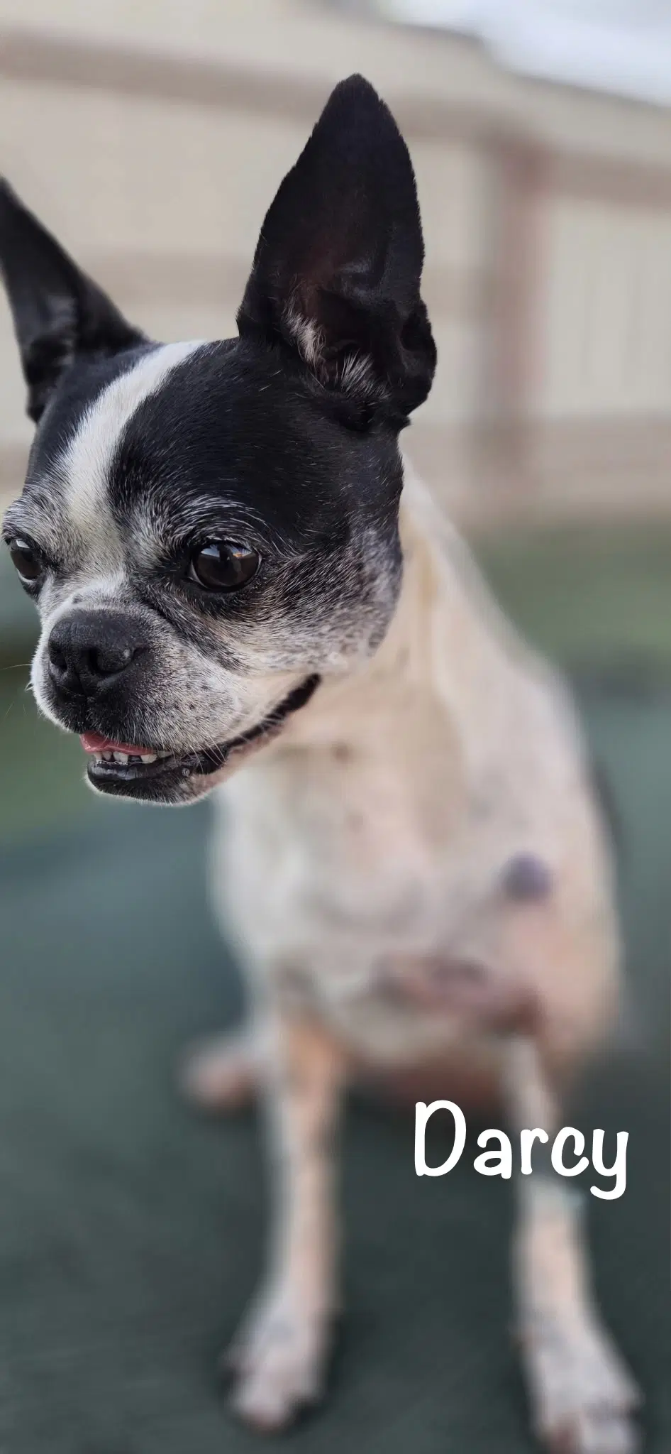 Darcy image 3