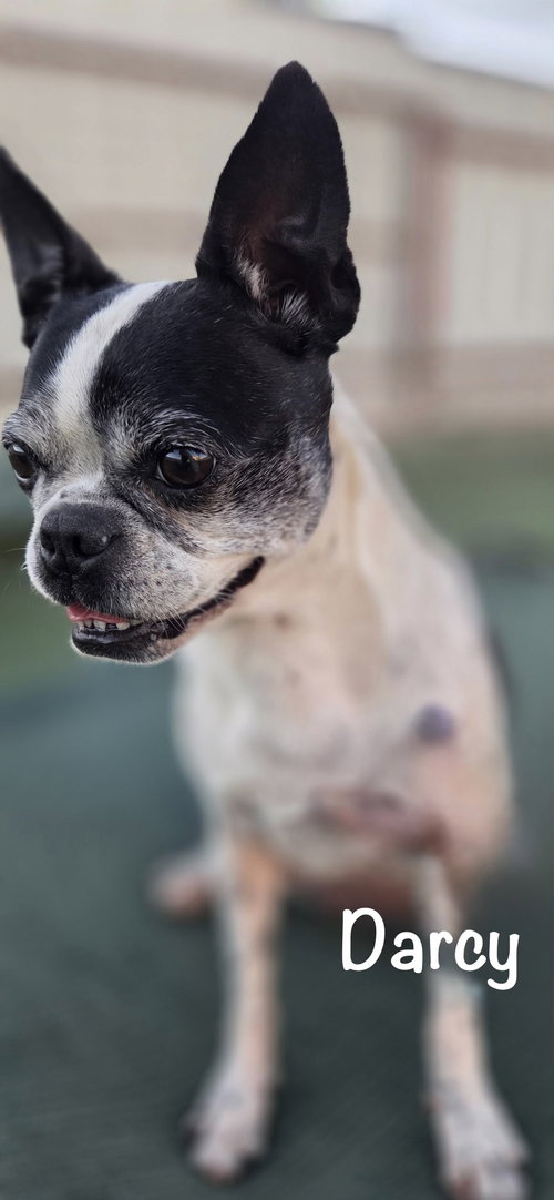 Darcy-MEDICAL HOLD, an adoptable Boston Terrier in Plano, TX