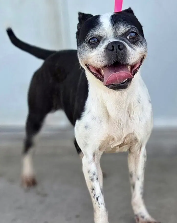 Darcy - Boston Terrier