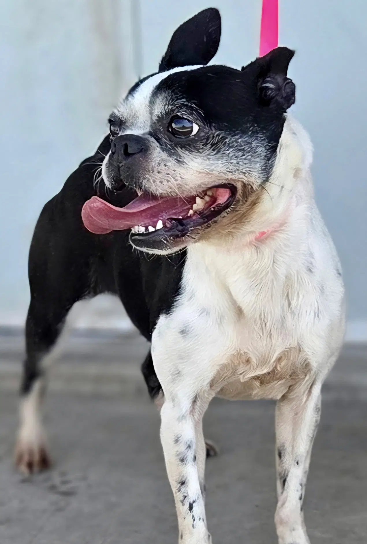 Darcy image 2