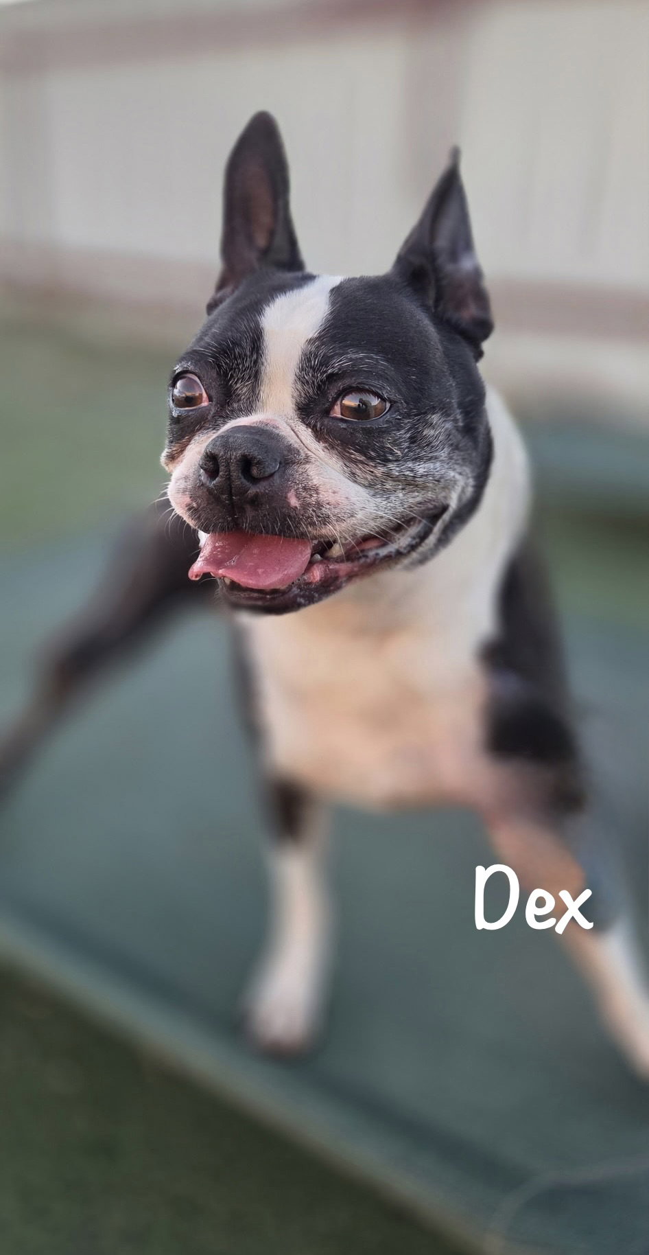 Dex Image