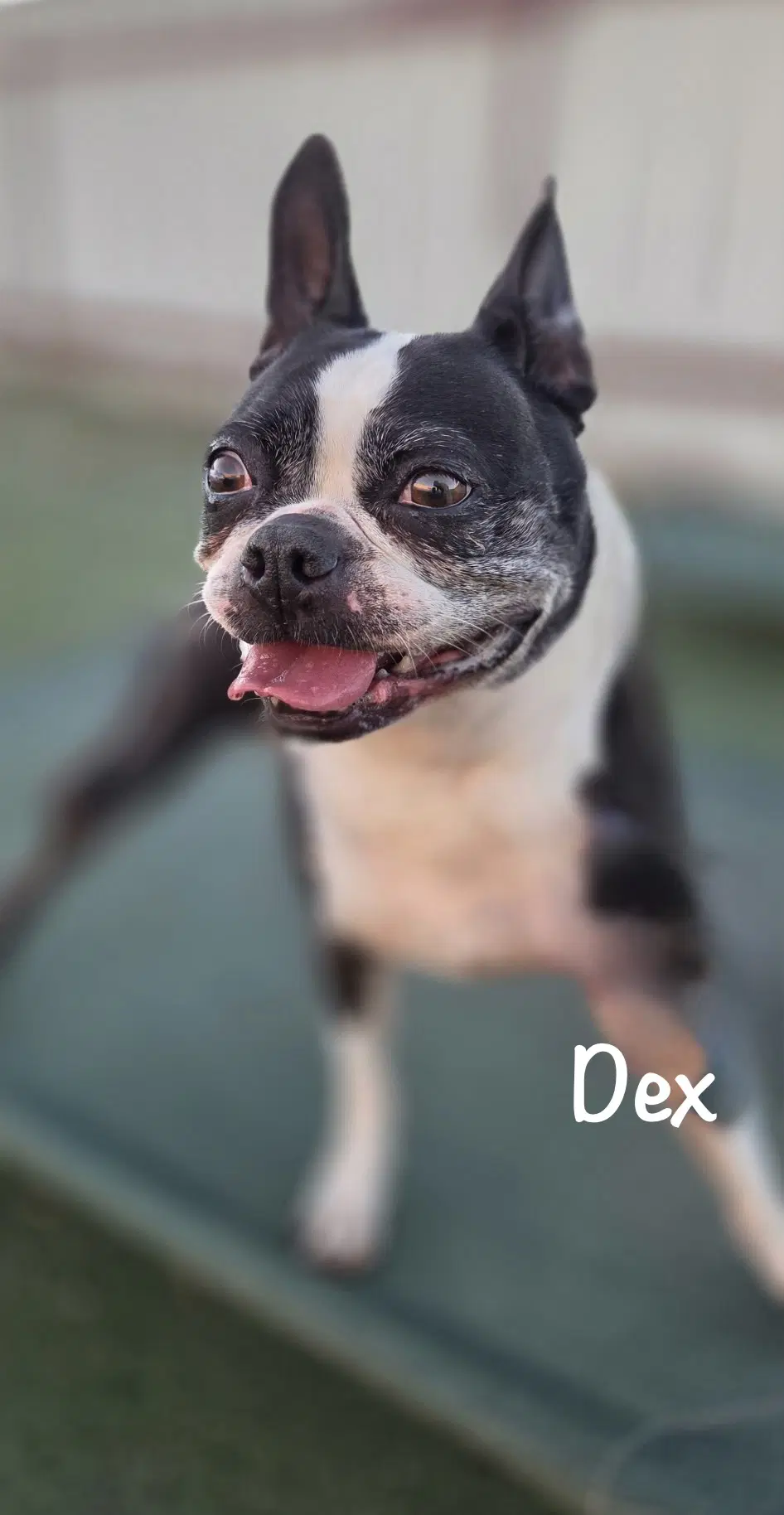 Dex image 2