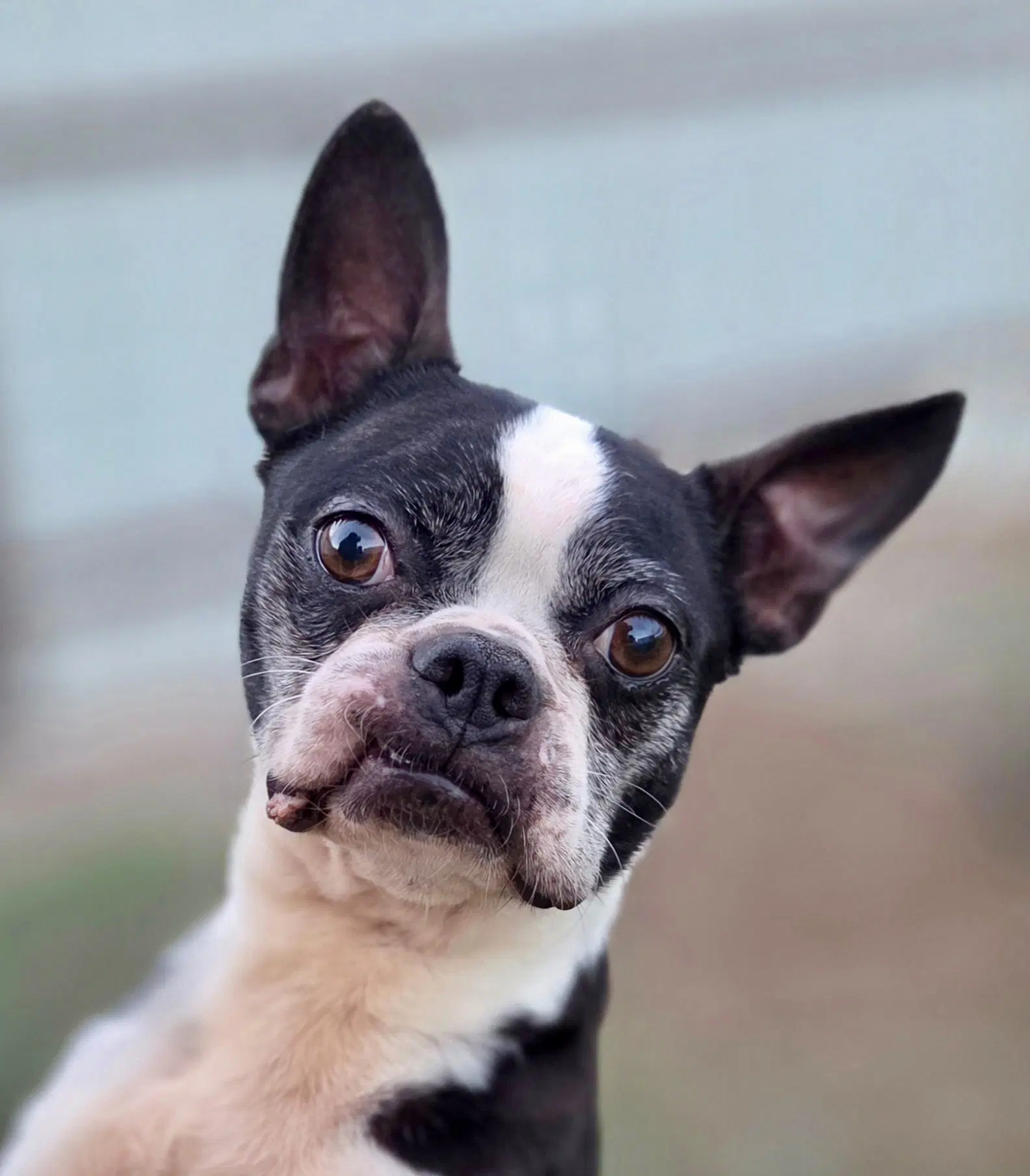Dex - Boston Terrier