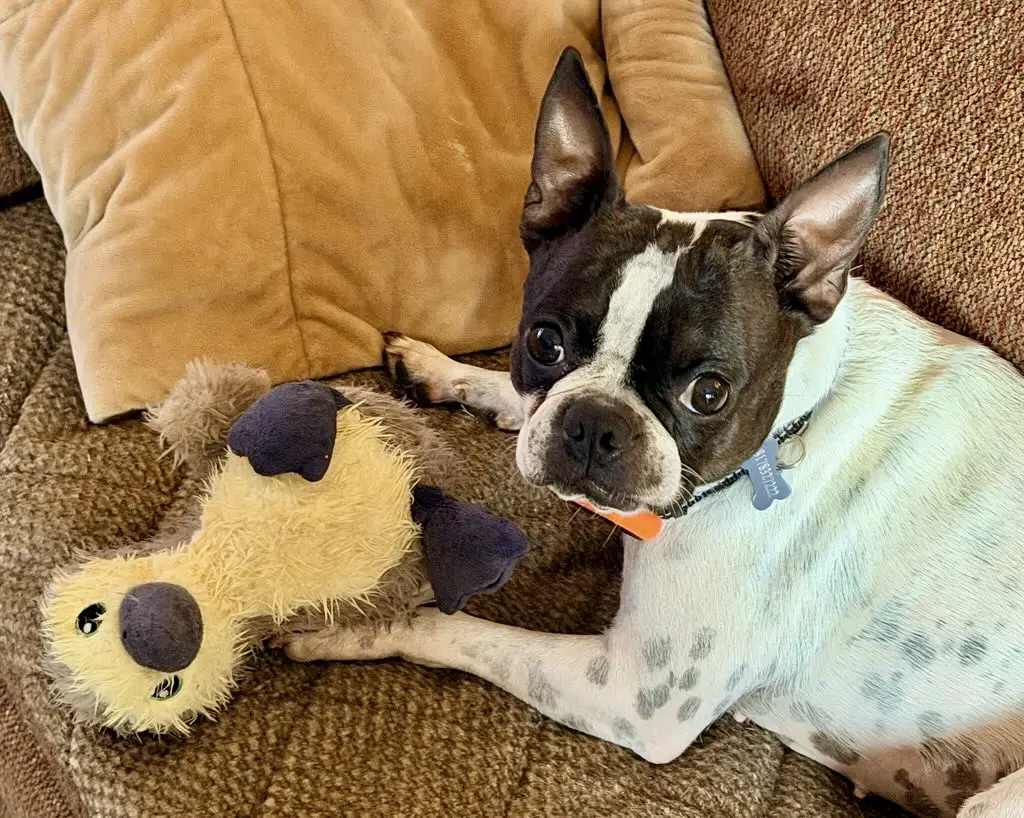 Dakota May Need To Update Bio - Boston Terrier