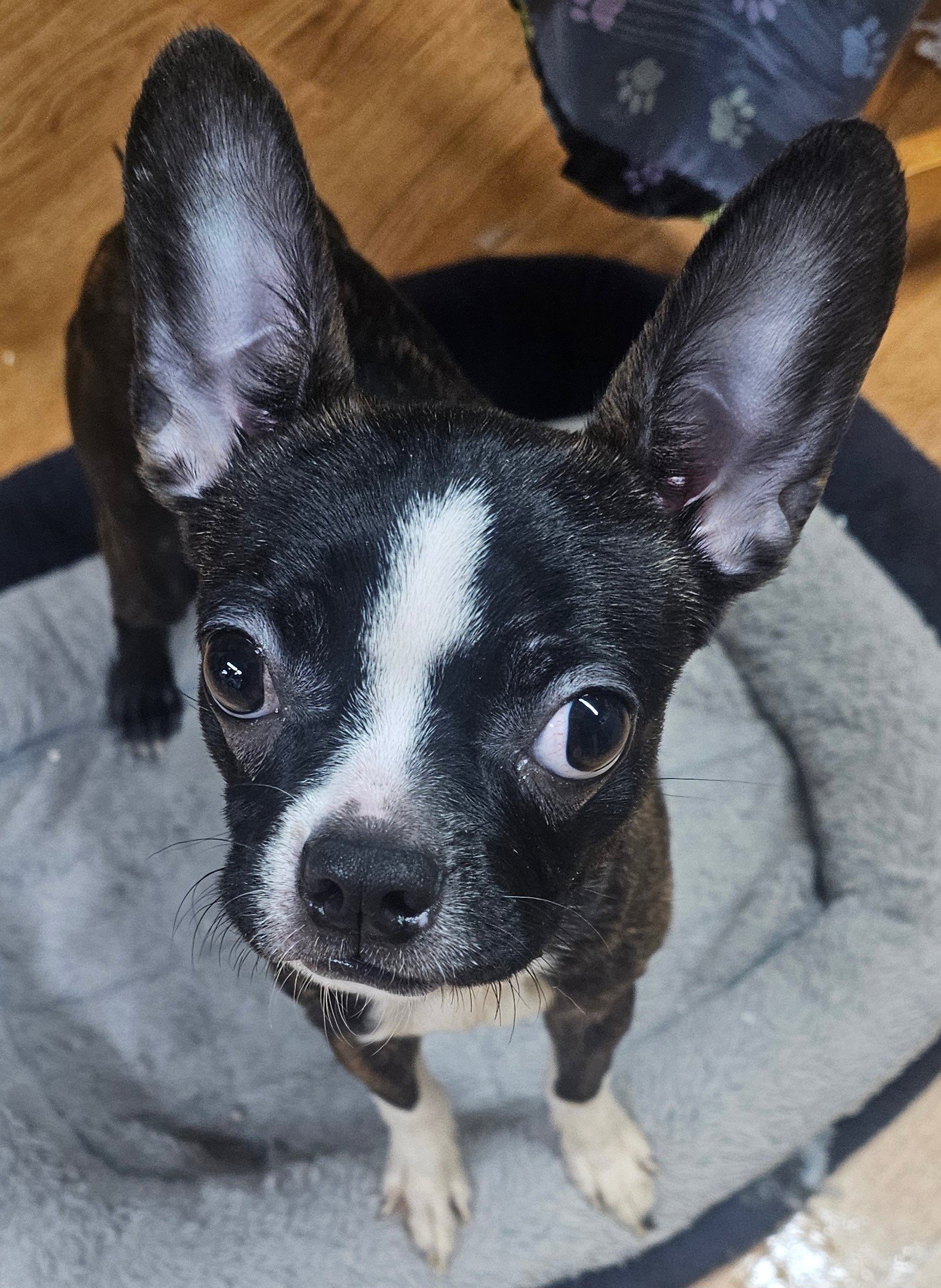 Lisie-Bonded with Louie avail late Feb Image