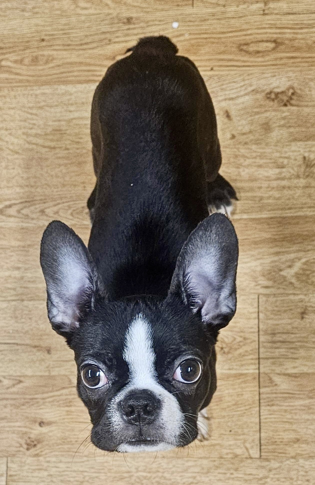 Louie-Bonded with Lisie-avail late Feb Image