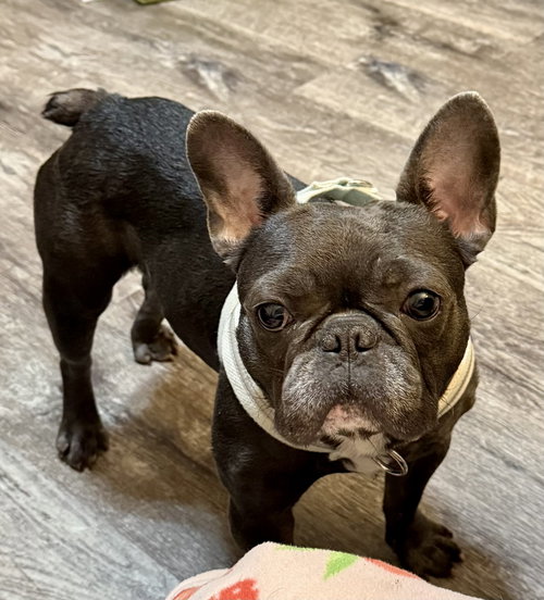 Teddy - Medical Hold, an adoptable French Bulldog in Plano, TX