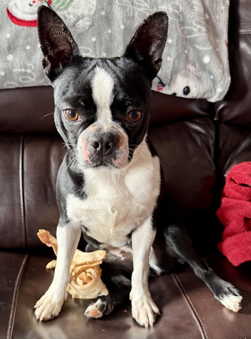 Luna, an adoptable Boston Terrier in Plano, TX
