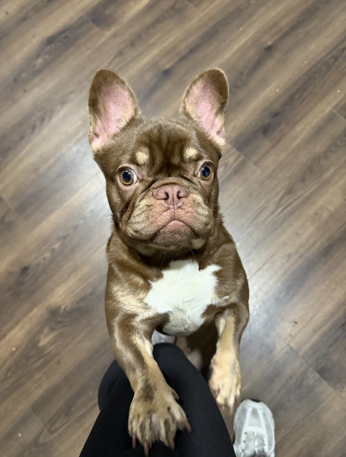 NOVA - French Bulldog available for adoption