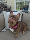 Nova - Photo 6