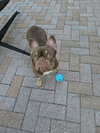 Nova - Photo 7