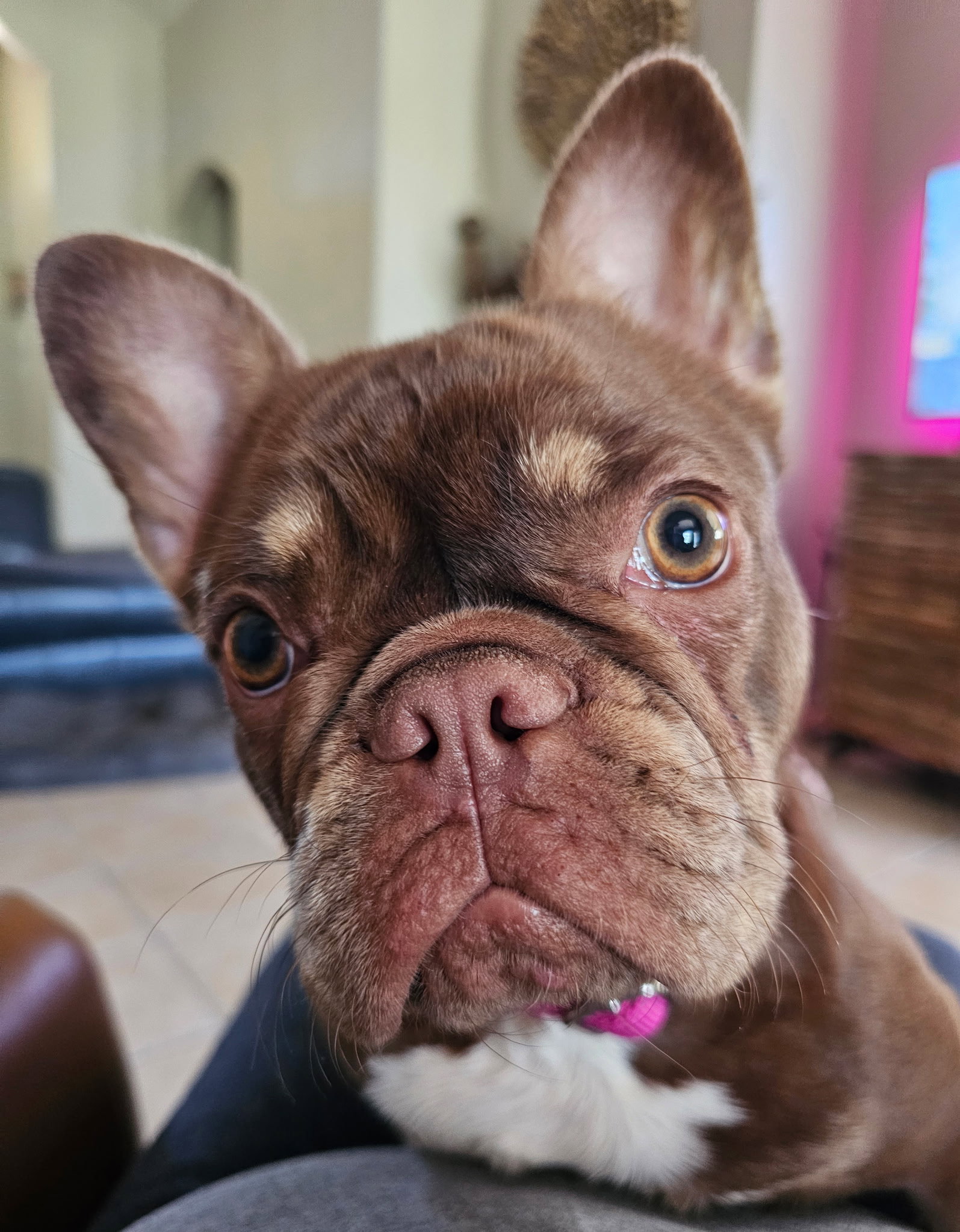 Nova