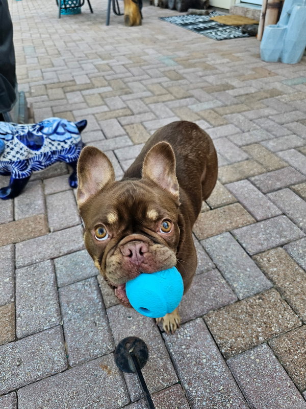 Nova