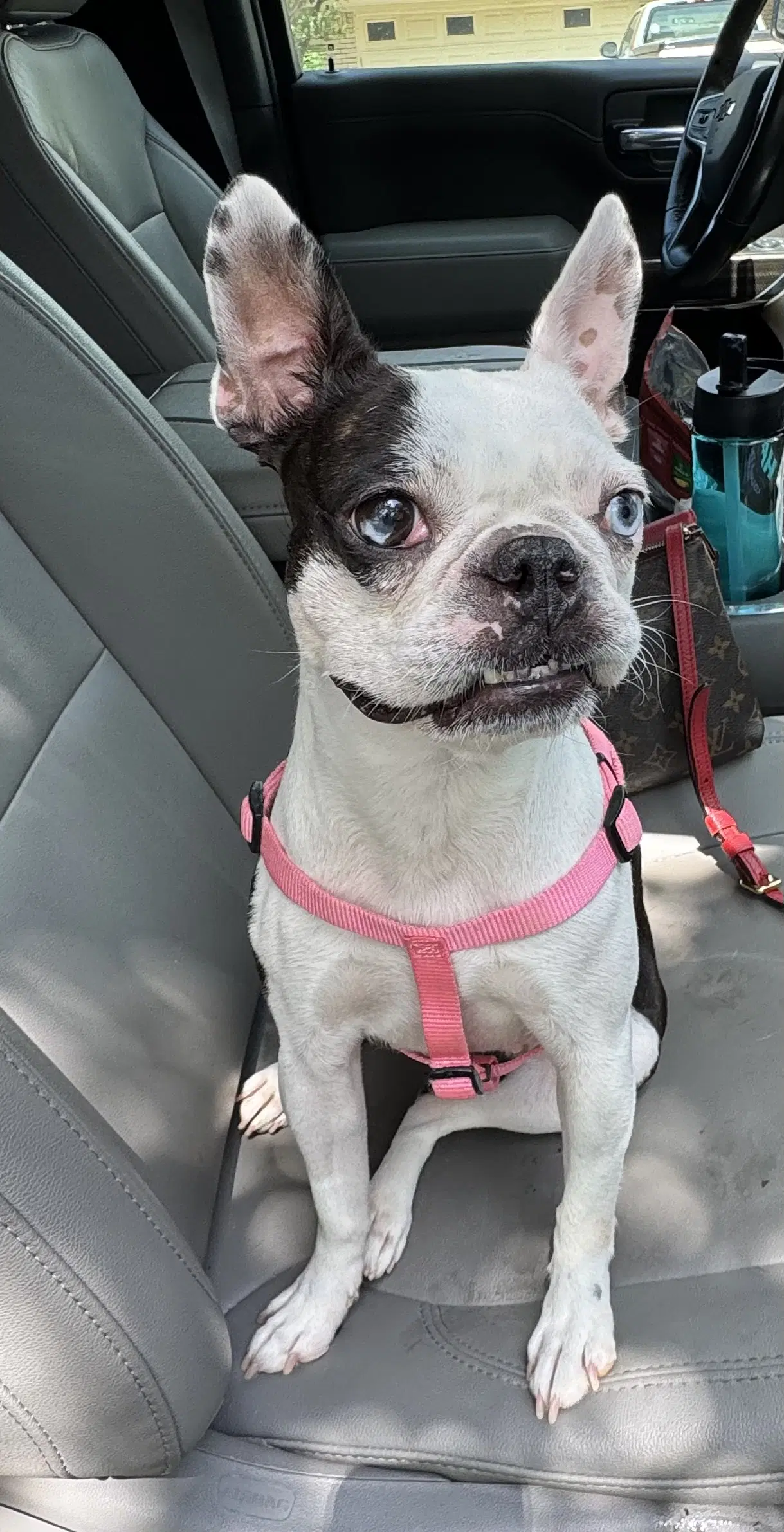 Tavia - Boston Terrier