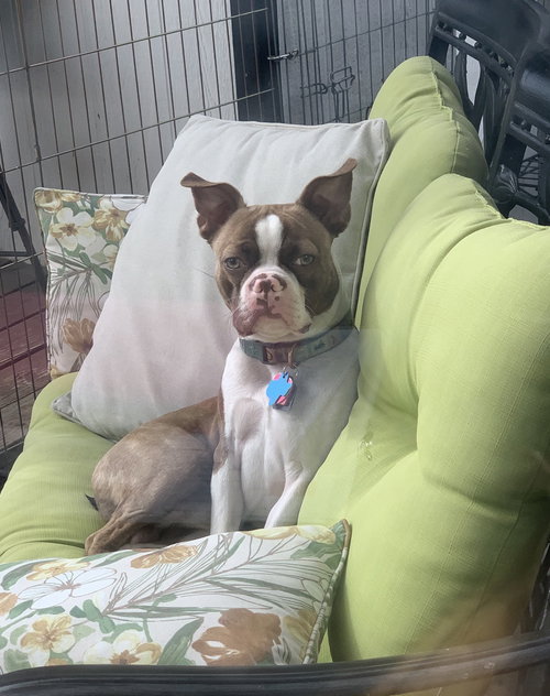 GUS - Boston Terrier available for adoption