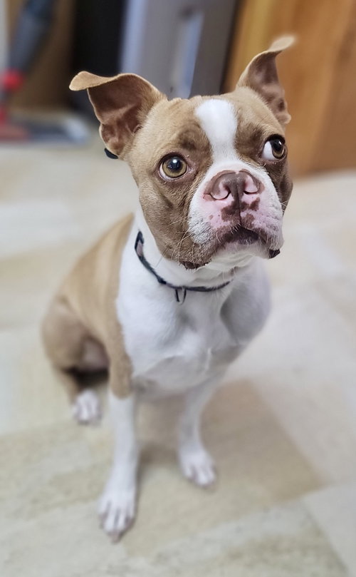 GUS - Boston Terrier available for adoption